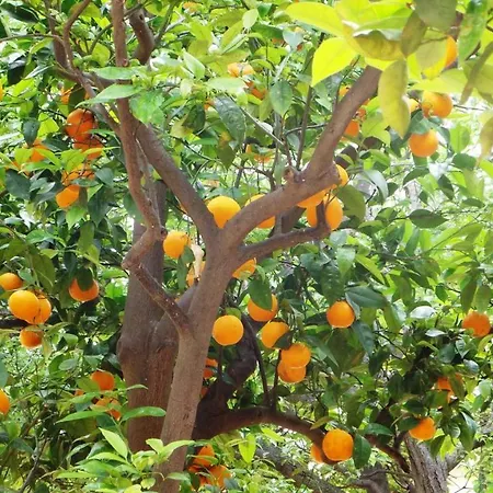 Bed & Breakfast Oasi Ottocento