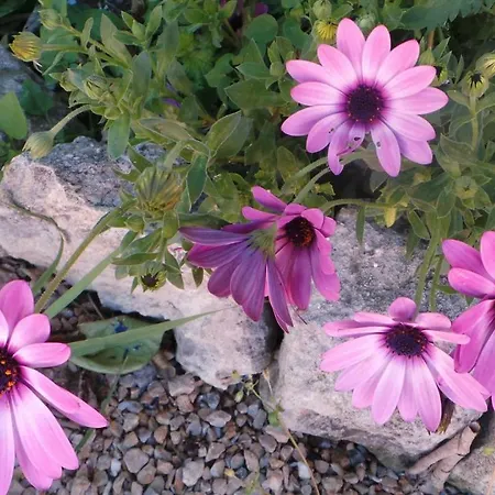 Bed & Breakfast Oasi Ottocento Quartu SantʼElena
