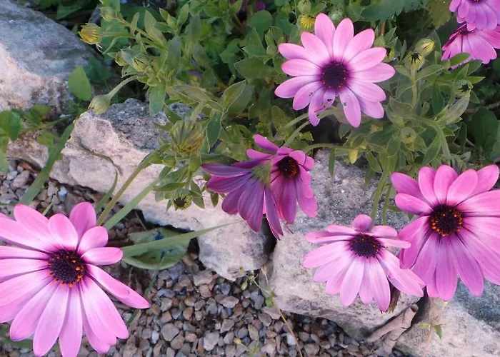 Couette-café Oasi Ottocento Quartu SantʼElena